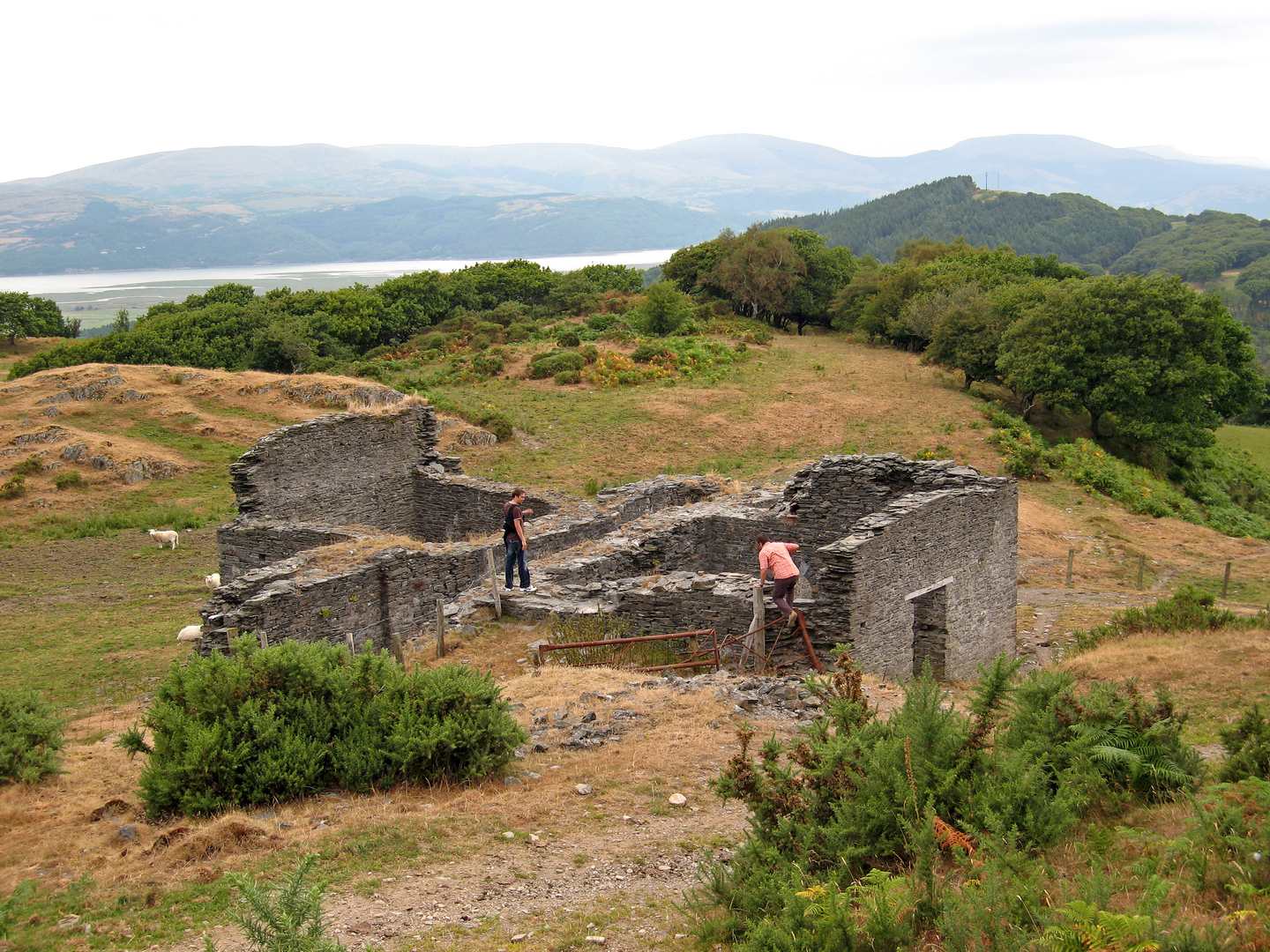 Cardigan Bay Consols 2006